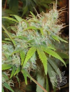 3 UND FEM - ORANGE DELIGHT 