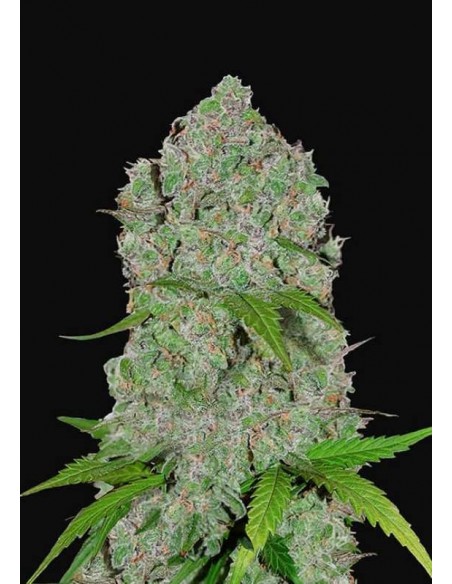 3 UND FEM - ORANGE SHERBET AUTO 