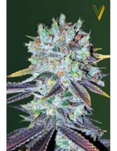 10 UND FEM - ORIGINAL BERRY 