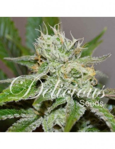 10 UND FEM - ORIGINAL JUAN HERER (SATIVA LINE) 