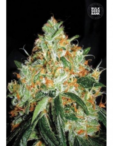 10 UND FEM - ORIGINAL ORANGE BUD 