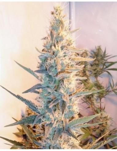 4 UND FEM - OUTDOOR GRAPEFRUIT 