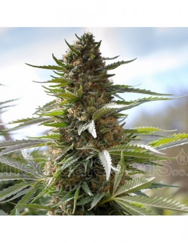 10 UND FEM - OVER DAWG  MEDICAL SEEDS FEM 10 UND