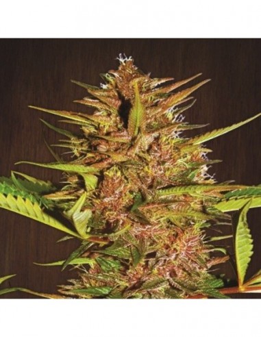 5 UND FEM - PAKISTAN CHITRAL KUSH * ACE SEEDS 5 UND FEMINIZADAS