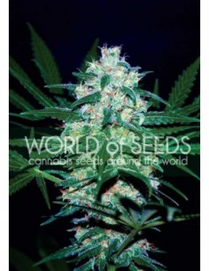 3 UND FEM - PAKISTAN VALLEY (PURE ORIGIN COLLECTION) 