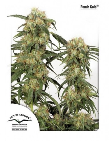 1 UND FEM - PAMIR GOLD ® 