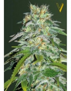 3 UND FEM - PARMESAN 