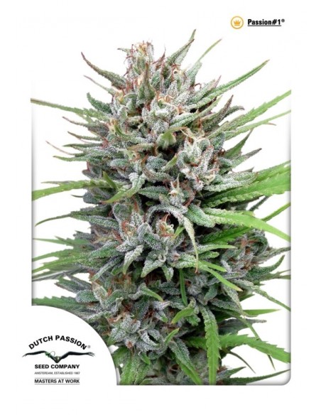 3 UND FEM - PASSION 1 ® 