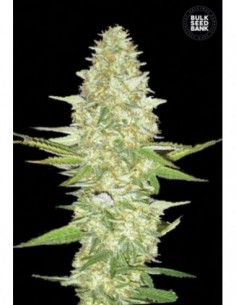 10 UND FEM - PERFECT POWER PLANT 