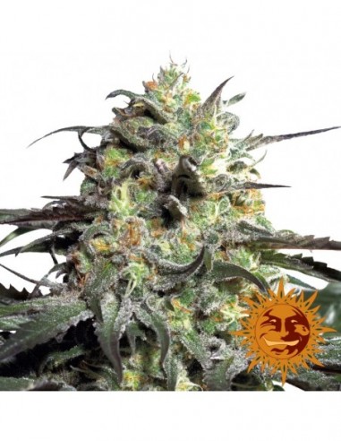 5 UND FEM - PEYOTE COOKIES 