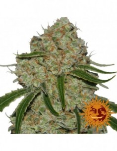 10 UND FEM - PHANTOM OG * BARNEY'S FARM 10 UND FEMINIZADAS