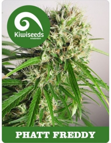 5 UND REG - PHATT FREDDY 