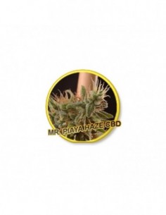 3 UND FEM - PIAYA HAZE CBD * MR. HIDE SEEDS 3 UND FEM