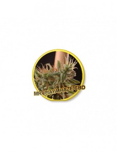 3 UND FEM - PIAYA HAZE CBD * MR. HIDE SEEDS 3 UND FEM