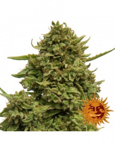 10 UND FEM - PINEAPPLE CHUNK 