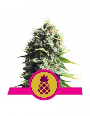 10 UND FEM - PINEAPPLE KUSH 