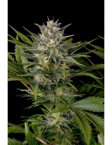 5 UND FEM - PINEAPPLE SKUNK  