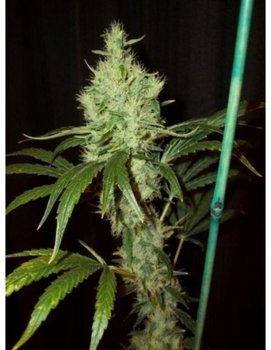 15 UND REG - PINK FLOYD (CRITICAL MASS X HAZE AC )