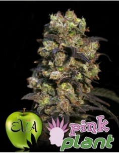 1000 UND FEM - PINK PLANT   EVA SEEDS 1000 UND FEMINIZADAS