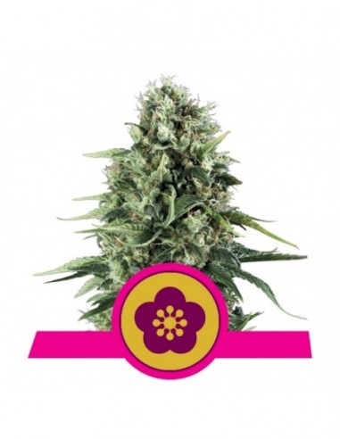 10 UND FEM - POWER FLOWER 