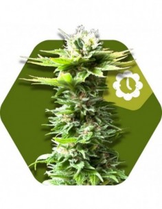 10 UND FEM - POWER KUSH AUTO 