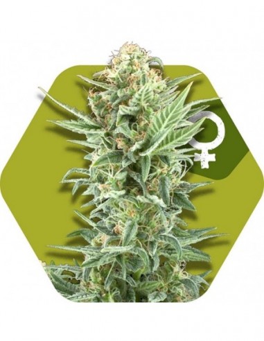 5 UND FEM - POWER KUSH 