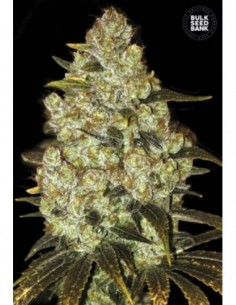 5 UND FEM - PSYCHEDELIC 