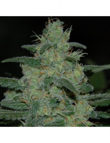 10 UND FEM - PURE KUSH 