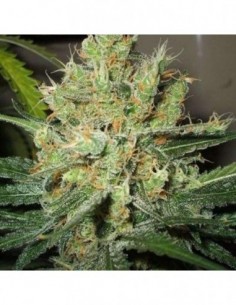 3 UND FEM - PURE POWER PLANT * NIRVANA 3 UND FEMINIZADAS