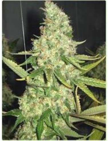 10 UND FEM - PURE POWER PLANT 