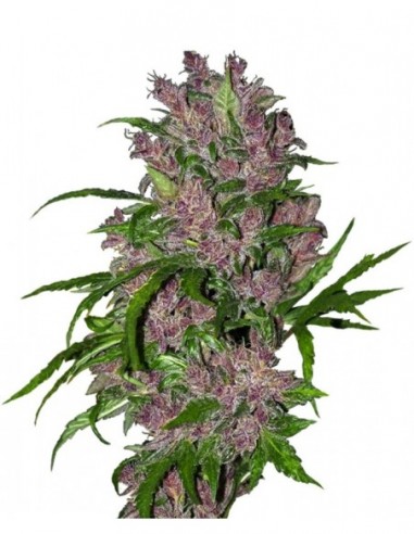 3 UND FEM - PURPLE BUD AUTOMATIC 