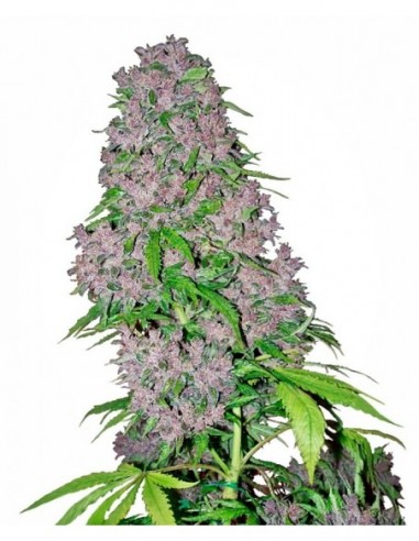 5 UND FEM - PURPLE BUD 