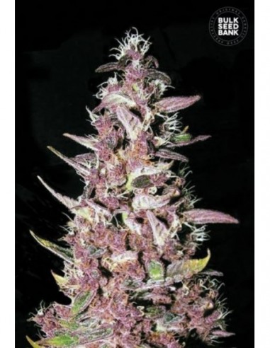 10 UND FEM - PURPLE GLAM KUSH 
