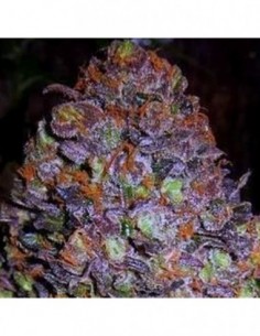 50 UND FEM - PURPLE HAZE AUTO 