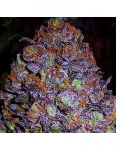 25 UND FEM - PURPLE HAZE AUTO 