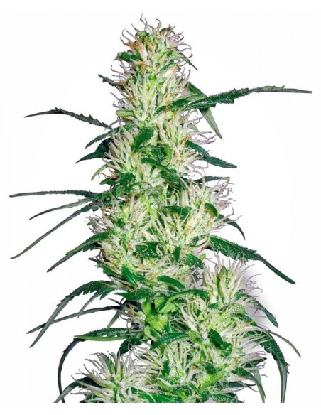 3 UND FEM - PURPLE HAZE 