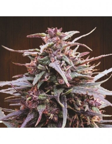 3 UND FEM - PURPLE HAZE X MALAWI 