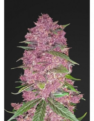 100 UND FEM - PURPLE LEMONADE 