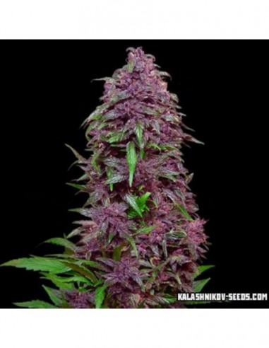 3 UND FEM - PURPLE MAZAR AUTO 