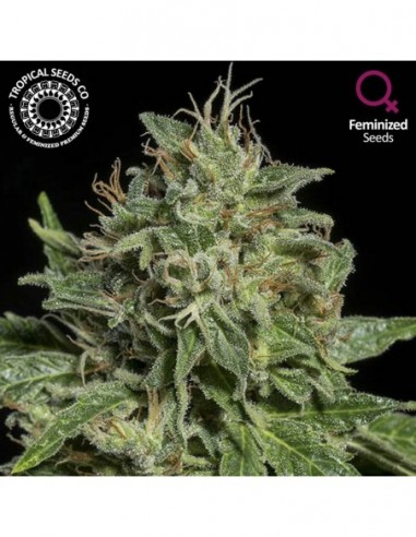 10 UND FEM - PURPLE NURPLE  TROPICAL SEEDS 10 UND FEMINIZADAS