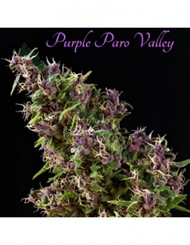 6 UND FEM - PURPLE PARO VALLEY 