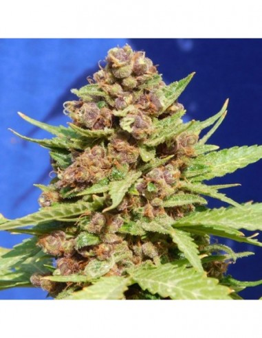 5 UND FEM - PURPLE PUNCH COOKIES 