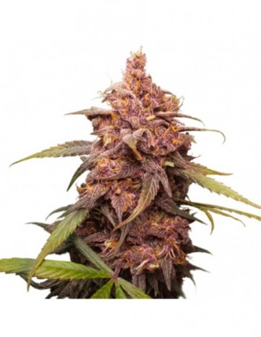 5 UND FEM - PURPLE PUNCH 