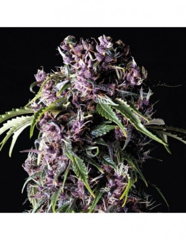 3 UND FEM - PURPLE 