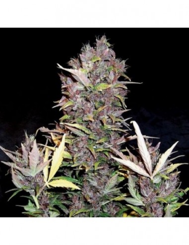 10 UND FEM - PURPLE RYDER AUTO 