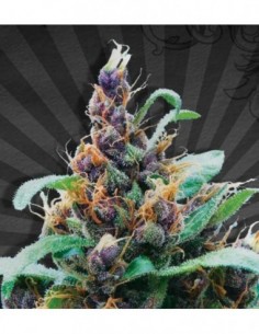 5 UND FEM - PURPLE STILTON 