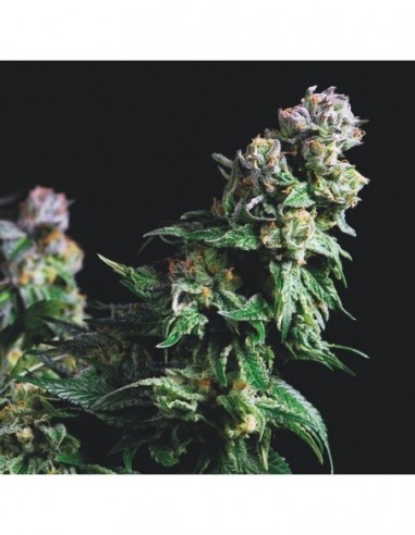 5 UND FEM - PURPLE URKLE 