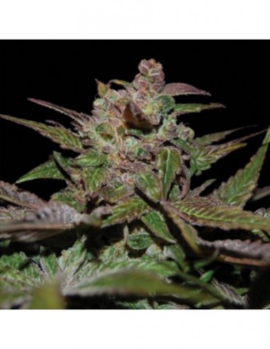 3 UND FEM - PURPLE WRECK  DNA GENETICS RESERVA PRIVADA 3 UND FEMINIZADAS