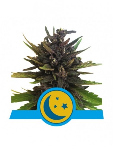 5 UND FEM - PURPLEMATIC CBD 