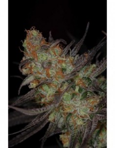 5 UND REG - QLEANER * SUBCOOL THE DANK 5 UND REGULARES